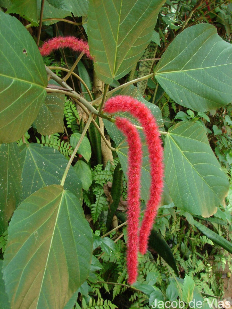 Acalypha hispida Burm.f.